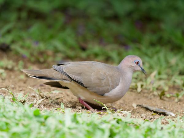 <h3><a href="/trips/costa-rica/biota/animalia/chordata/aves/026 columbiformes/001 columbidae/zenaida asiatica/zenaida asiatica-nl.html">Zenaida&nbsp;asiatica</a> / White‑winged&nbsp;dove / Witvleugeltreurduif</h3>OM-1 Mark II met OLYMPUS M.150-400mm F4.5, 1/2000 sec  bij F4.5, ISO 4000, afstand 4.63&nbsp;m